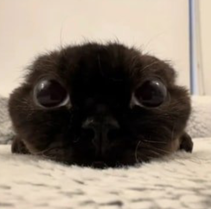阿丑 Chou, a real Devon Rex cat
